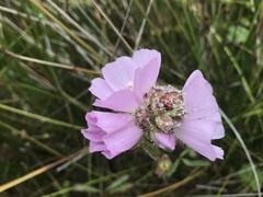Sidalcea calycosa rhizomata