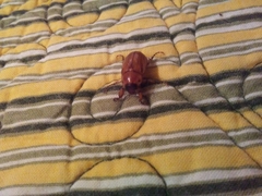 Cyclocephala pasadenae