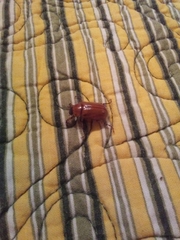 Cyclocephala pasadenae