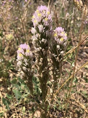 Castilleja lineariloba