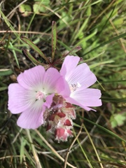Sidalcea calycosa rhizomata