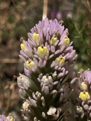Castilleja lineariloba