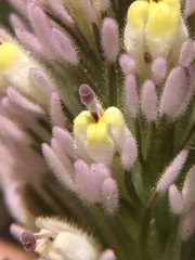 Castilleja lineariloba