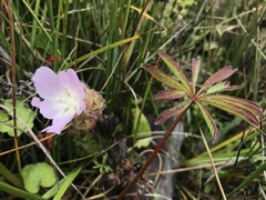 Sidalcea calycosa rhizomata