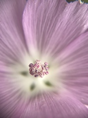 Sidalcea calycosa rhizomata