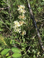 Penstemon confertus
