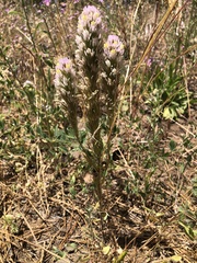 Castilleja lineariloba