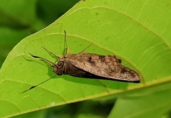 Polygonus leo arizonensis