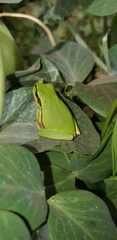 Hyla savignyi