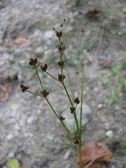 Juncus alpinoarticulatus