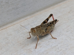 Calliptamus italicus