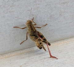 Calliptamus italicus