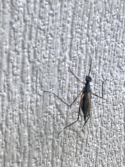 Calobatina