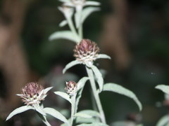 Centaurea nemoralis