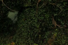 Hymenophyllum wilsonii