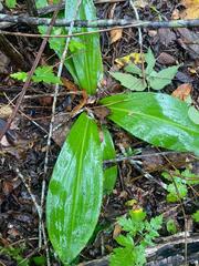 Sarcoglottis curvisepala