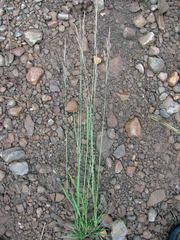 Agrostis exarata