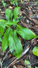 Sarcoglottis curvisepala