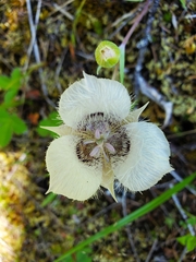Calochortus elegans