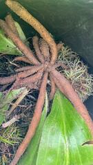 Sarcoglottis curvisepala