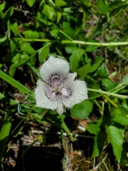 Calochortus elegans