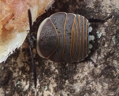 Rochaina mexicana