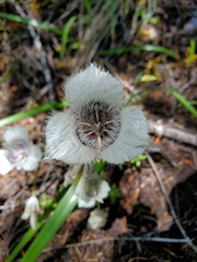 Calochortus elegans