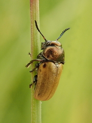Labidostomis longimana