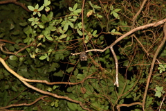 Rhinolophus formosae