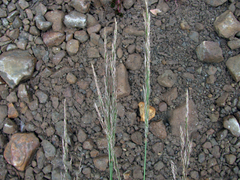 Agrostis exarata