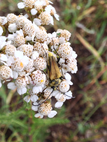 iNaturalist observation photo of Yellow Velvet Beetle
