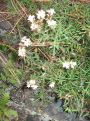 Sedum griseum
