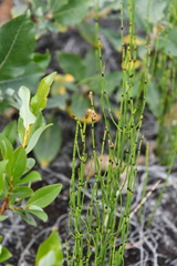 Equisetum palustre
