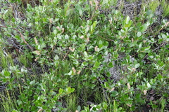Salix saxatilis