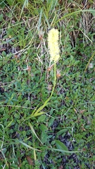 Tofieldia calyculata