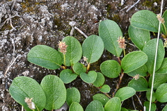 Salix reticulata
