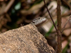 Tropidurus catalanensis