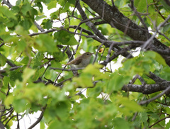 Phylloscopus orientalis