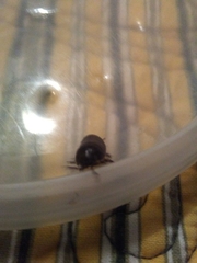 Armadillidium vulgare