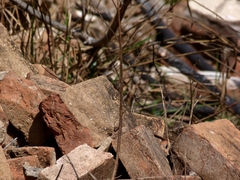 Tropidurus catalanensis