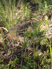 ×elyleymus turneri