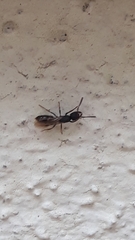 Ectomomyrmex annamitus