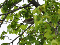 Phylloscopus orientalis