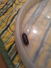 Armadillidium vulgare