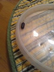 Armadillidium vulgare