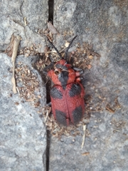 Coraliomela aeneoplagiata