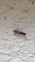 Ectomomyrmex annamitus