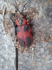 Coraliomela aeneoplagiata