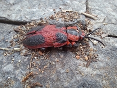 Coraliomela aeneoplagiata