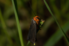 Gnamptonychia ventralis